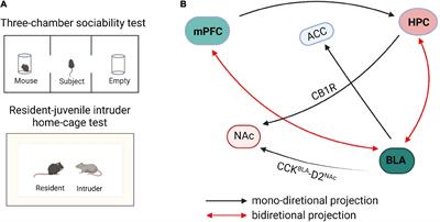 Neural Circuits for Social Interactions: From Microcircuits to Input-Output Circuits